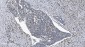 Anti-SAMHD1 Antibody Picoband™ (monoclonal, 10H8)